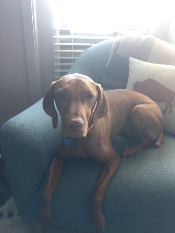 My Employee Wants to Bring Their Service Dog to Work, Can I Say No? G&G Law Offices