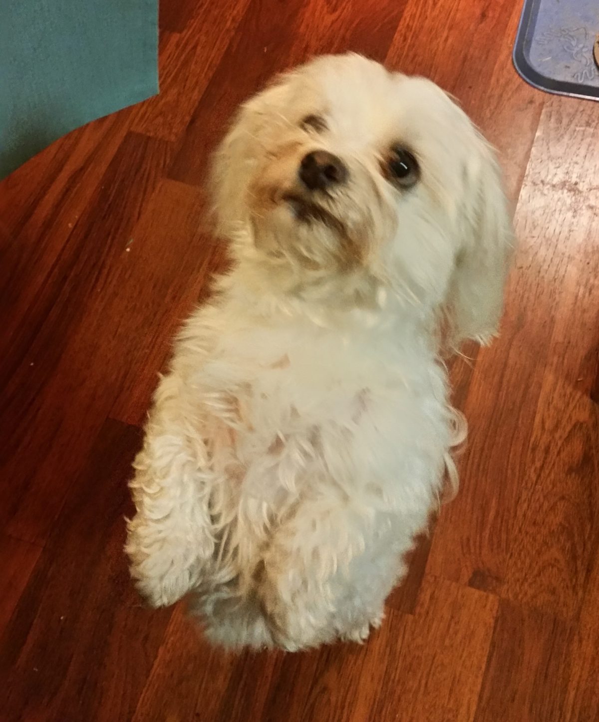 My Employee Wants to Bring Their Service Dog to Work, Can I Say No? G&G Law Offices